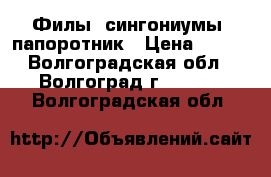 Филы, сингониумы, папоротник › Цена ­ 200 - Волгоградская обл., Волгоград г.  »    . Волгоградская обл.